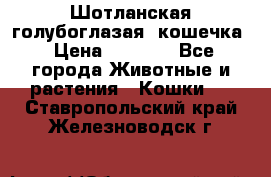 Шотланская голубоглазая  кошечка › Цена ­ 5 000 - Все города Животные и растения » Кошки   . Ставропольский край,Железноводск г.